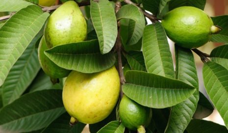 Manfaat Daun Jambu Biji
