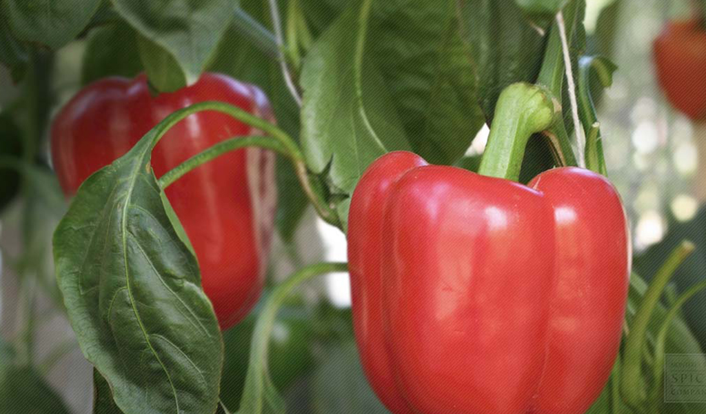 Paprika Bisa Untuk Tangkal Penyakit Berbahaya