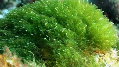 Manfaat Alga Hijau Bagi Kesehatan