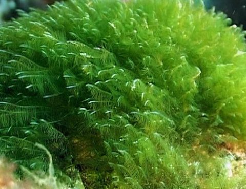 Manfaat Alga Hijau Bagi Kesehatan